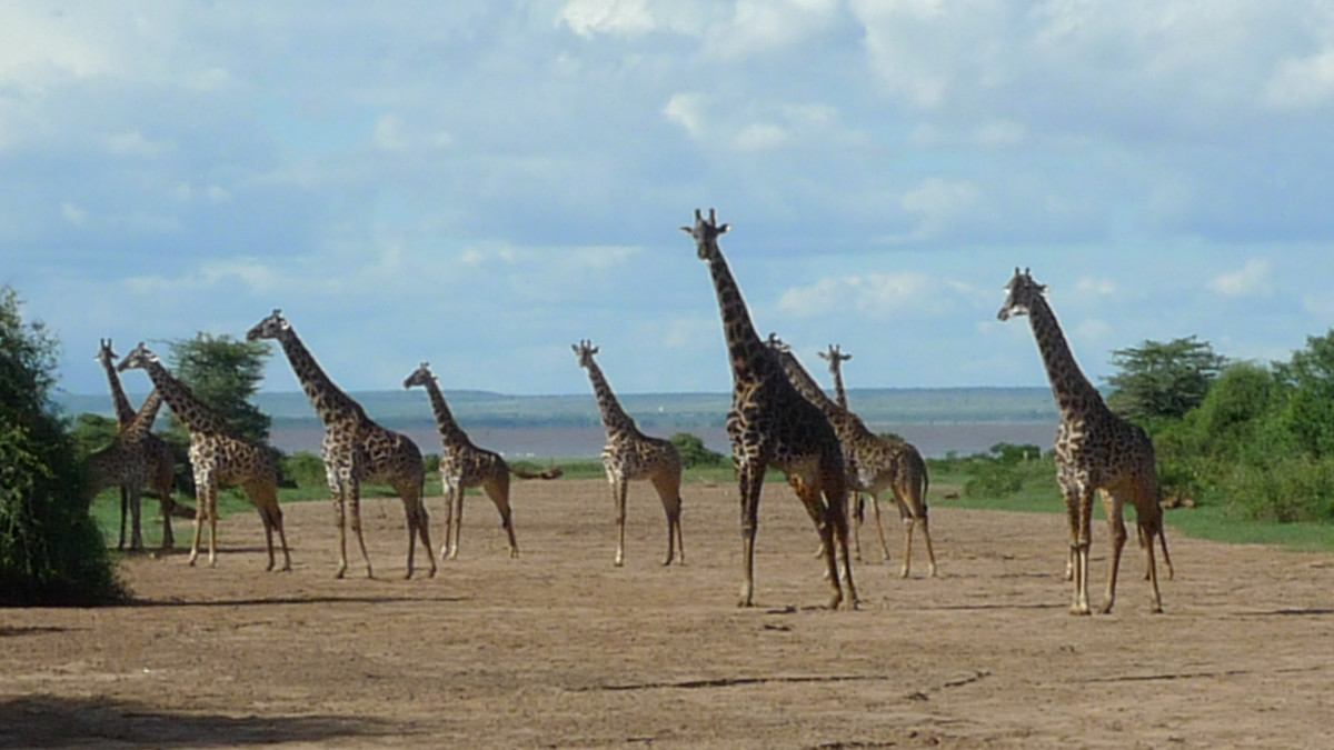 Lentim Safaris - our partner company